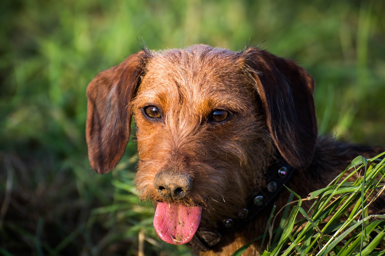 The Characteristics of the Dachshund - Fun Facts and Care Tips